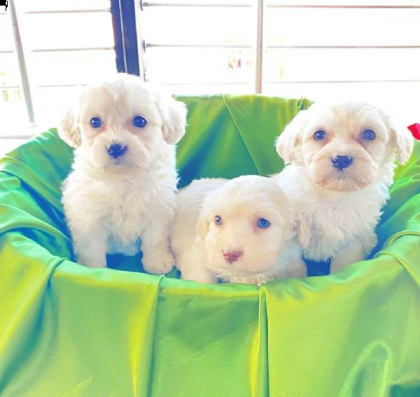 regala cuccioli maltesi whatsapp (0039 353 317 4023)