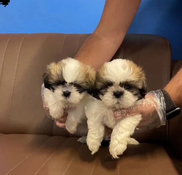 regalo  shih tzu   cuccioli whatsapp ( 0039 353 317 4023 ) | Foto 0