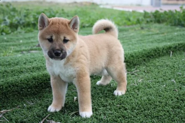 cucciolo di shiba inu