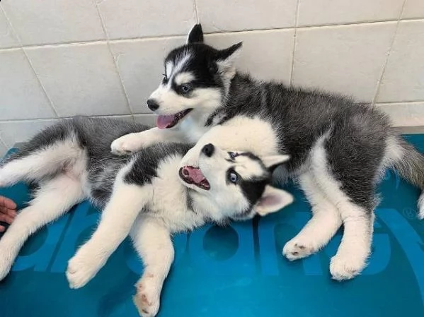 cuccioli di husky siberiano disponibili per la vendita
