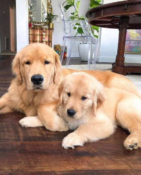 golden retriever | Foto 0