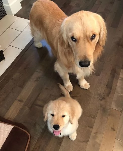 cuccioli maschio e femmina di golden retriever | Foto 0