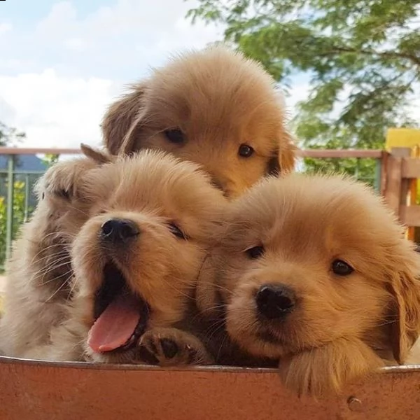 cuccioli maschio e femmina di golden retriever