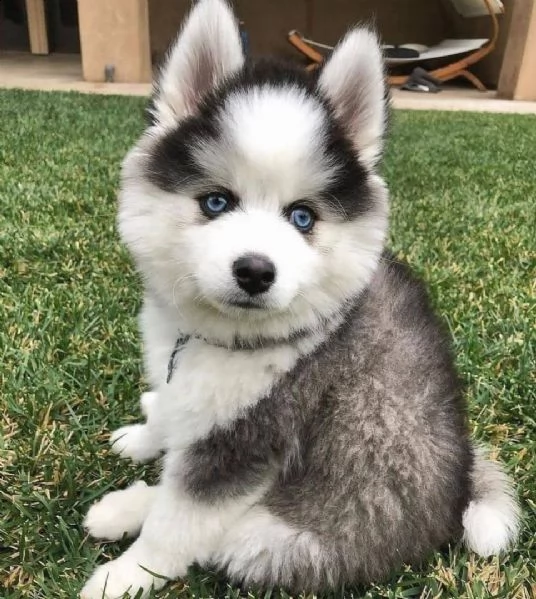 regalo cuccioli siberian husky  maschio e femmina