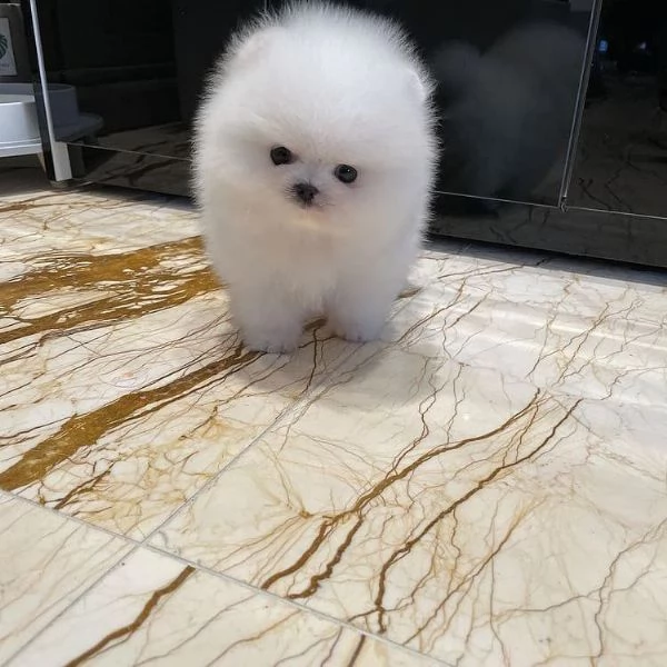  regalo maltese cuccioli meravigliosi ! 