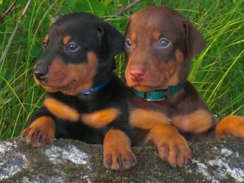 splendid kc excellent home breeds doberman cuccioli maschi e femmine cercano una casa per sempre