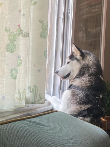 husky cerca disperatamente casa e affetto