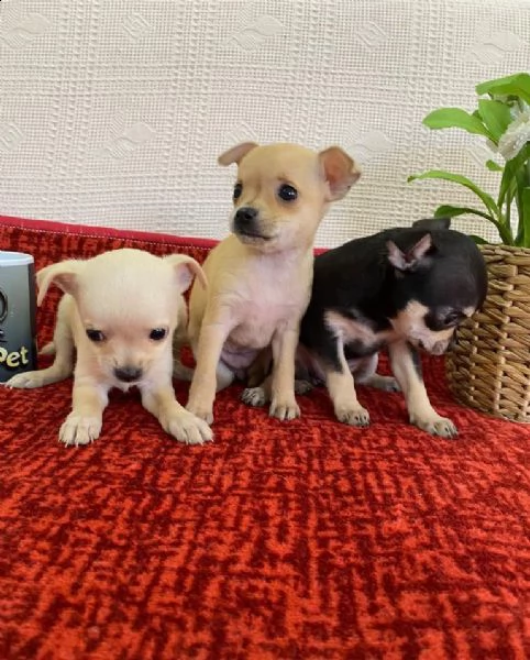 regala cuccioli di chihuahua whatsapp (0039 353 317 4023 ) | Foto 1