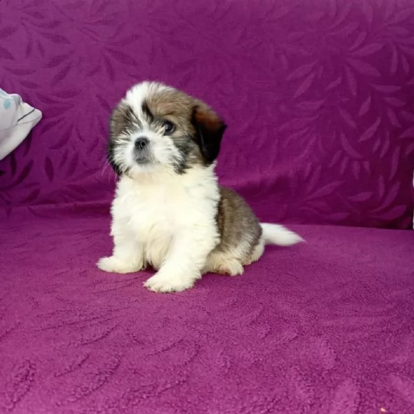 regalo  shih tzu   cuccioli whatsapp ( 0039 353 317 4023 ) | Foto 0