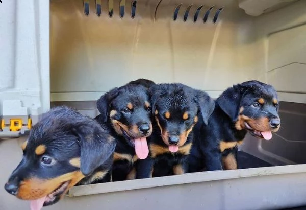 regalo rottweiler cuccioli whatsapp (+39 353 317 4023) | Foto 1