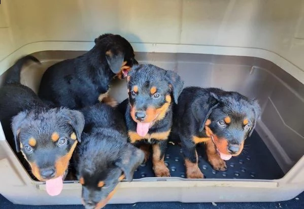 regalo rottweiler cuccioli whatsapp (+39 353 317 4023) | Foto 0