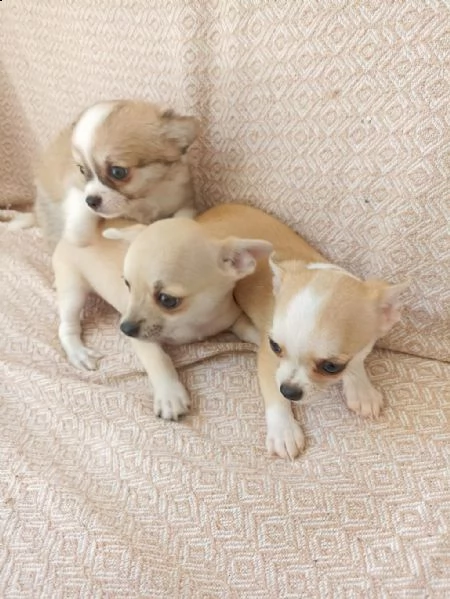 chihuahua in adozione whatsapp ( 0039 353 317 4023 ) | Foto 1
