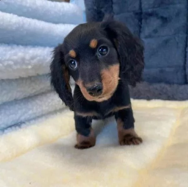 disponibile bassotto maschio e femmina…. | Foto 0