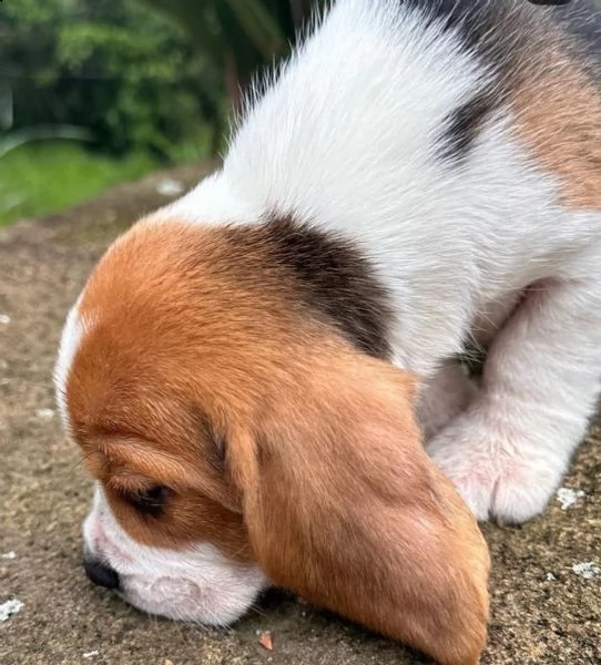regalò beagle disponibile…….. | Foto 0