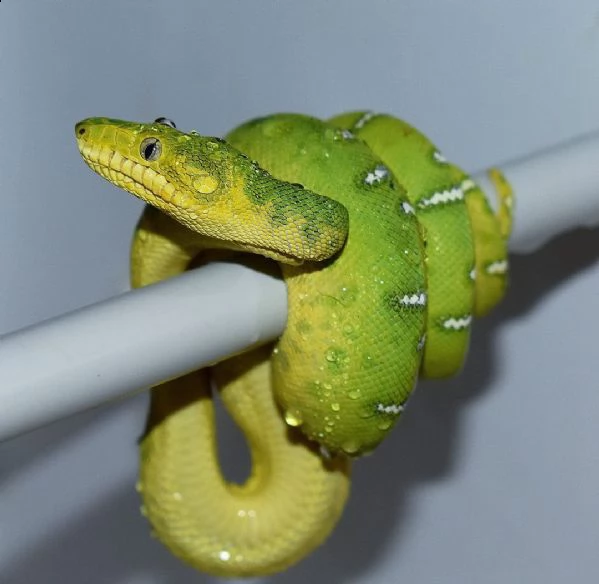 cerco una nuova casa per i miei rettili