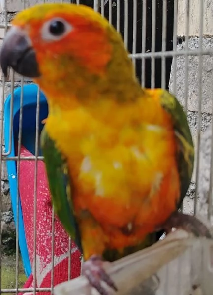 Conuro del sole | Foto 0