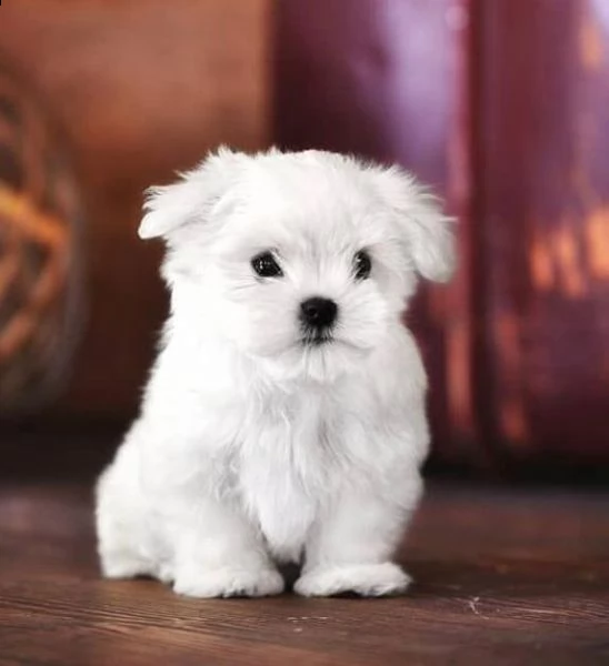 regalo  maltese mini toy | Foto 0
