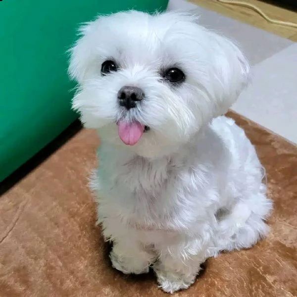 adorabili cuccioli maltesi per amanti degli animali maschi e femmine i cuccioli sono carini. a propo