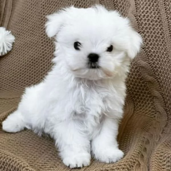 regalo  maltese mini toy// | Foto 0