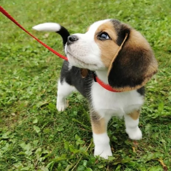 cuccioli di beagle in adozione