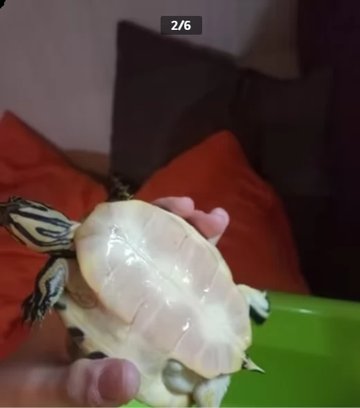regalo tartarughe acquatiche