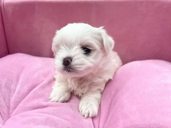 regalo  maltese mini toy