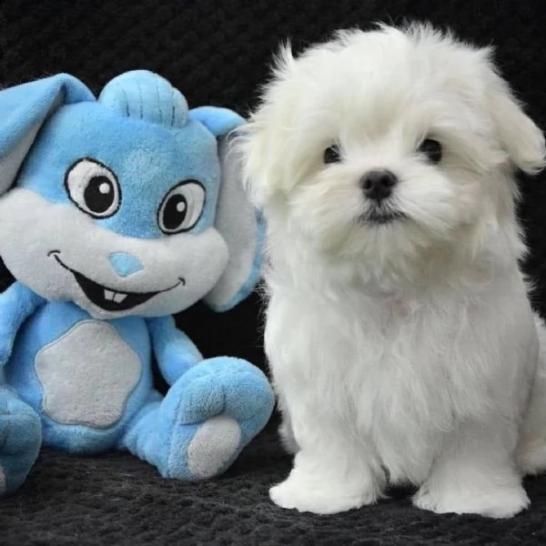 regalò maltese mini toy disponibile…… | Foto 0