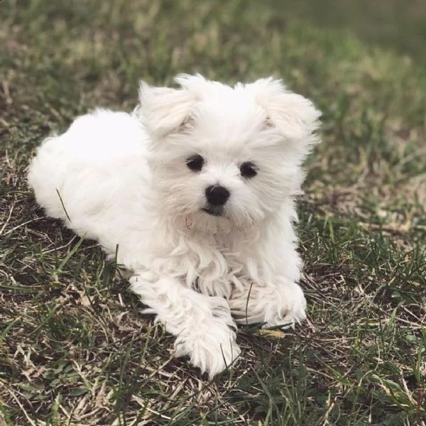 regalò maltese mini toy disponibile……