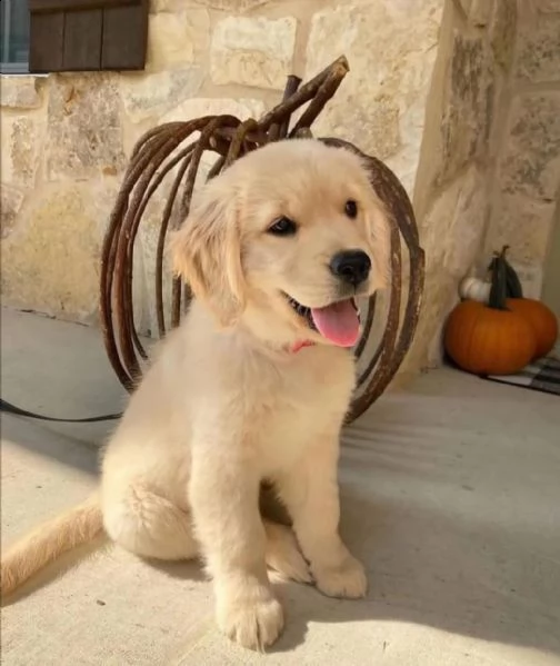 regalò golden retriever maschio e femmina…. | Foto 0