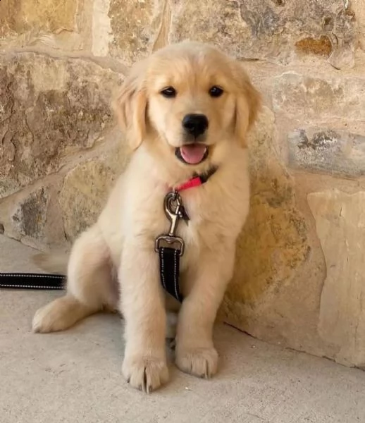 regalò golden retriever maschio e femmina….
