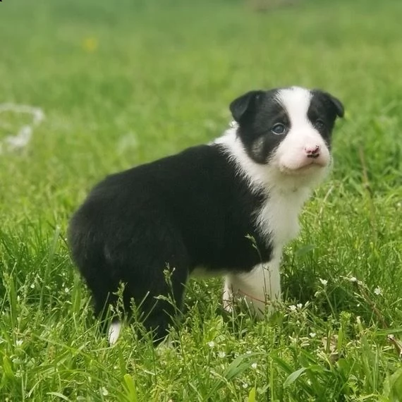 regalò border collie disponibile maschio o femmina… | Foto 0
