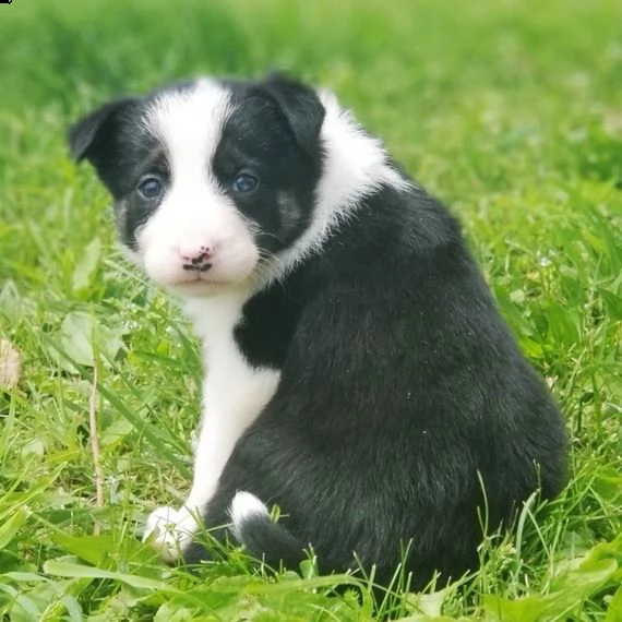 regalò border collie disponibile maschio o femmina…