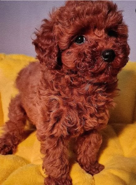 2regalo barboncino//