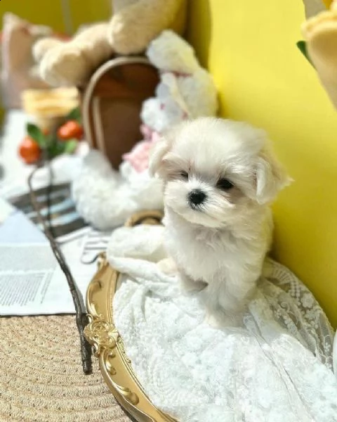regalo  maltese mini toy//