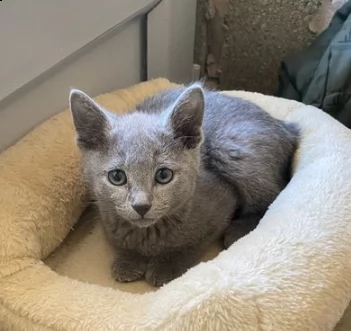  gattino blu di russia per adozione