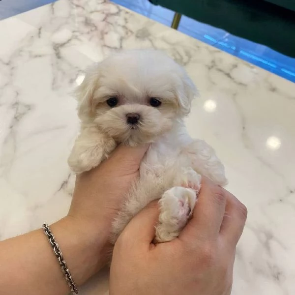 regalo maltipoo cuccioli meravigliosi ! 