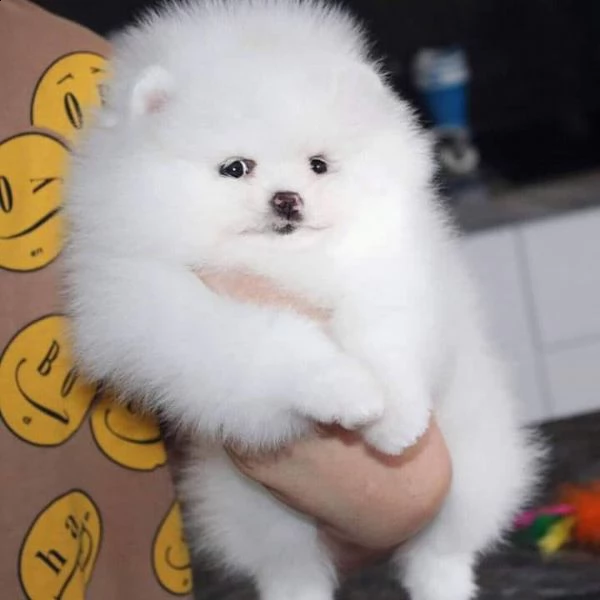 adorabili cuccioli di pomerania in adozione