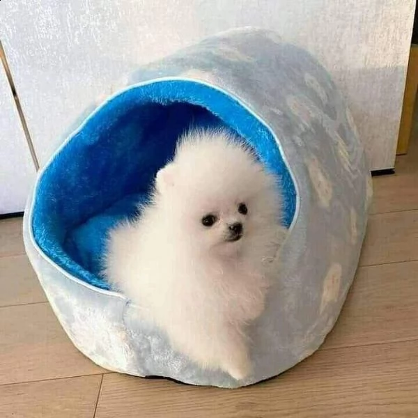 adorabili cuccioli di pomerania in adozione | Foto 0