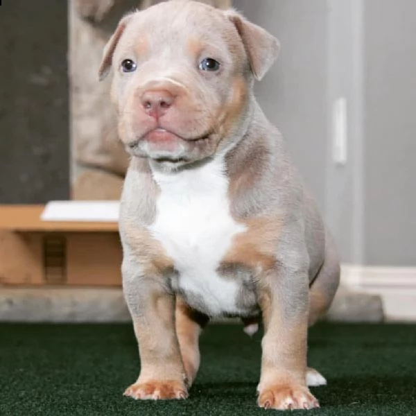 simpatici cuccioli di pitbull in adozione
