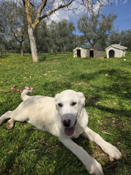 Vega cerca casa
