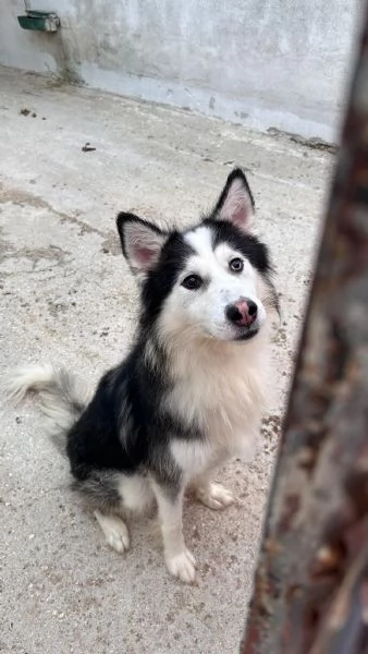 Wolf cerca casa | Foto 0