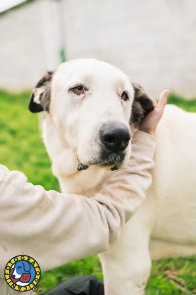 Sarabi e Simba, mamma e figlio. | Foto 3