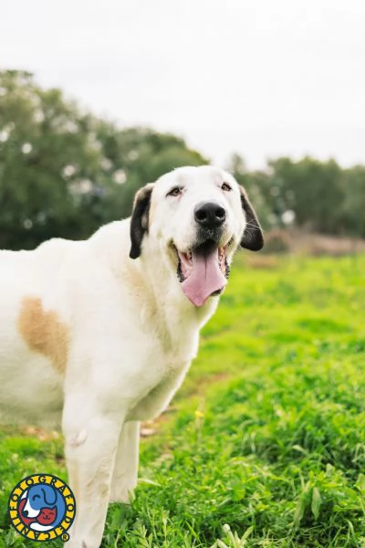 Sarabi e Simba, mamma e figlio. | Foto 2