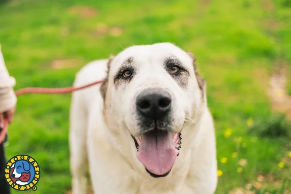 Sarabi e Simba, mamma e figlio. | Foto 1