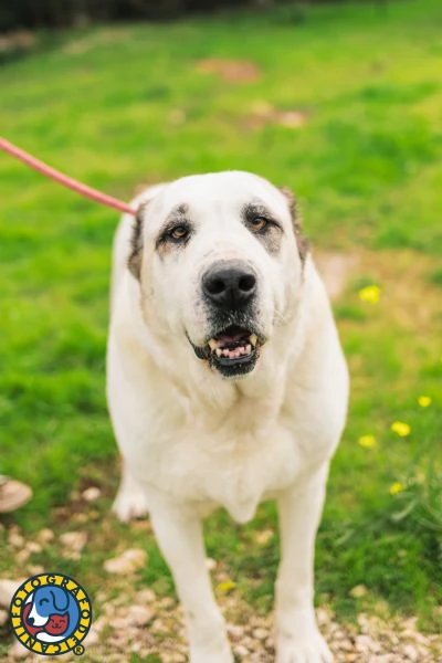 Sarabi e Simba, mamma e figlio. | Foto 0