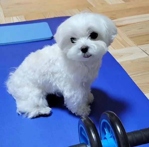 cuccioli di maltese 