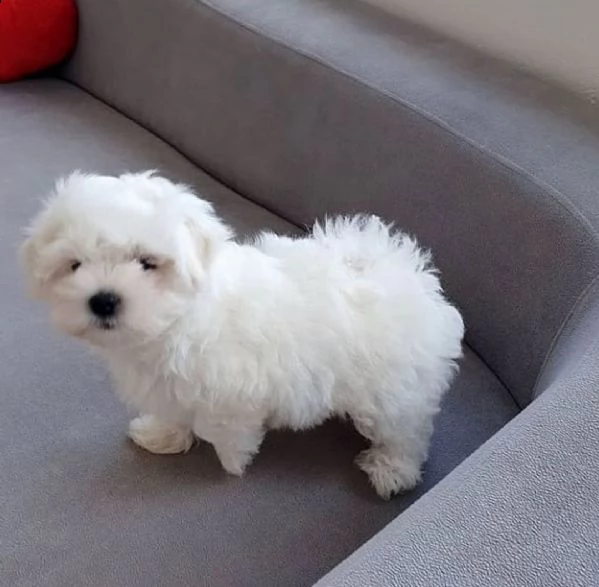cuccioli di maltese  | Foto 2