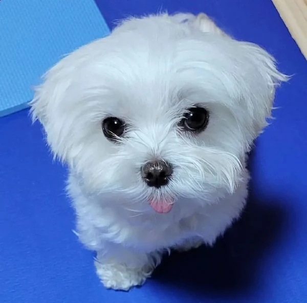cuccioli di maltese  | Foto 1