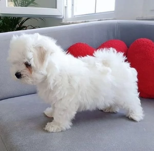 cuccioli di maltese  | Foto 0