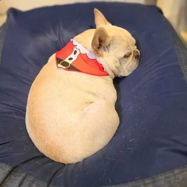  cuccioli bulldog francese | Foto 1